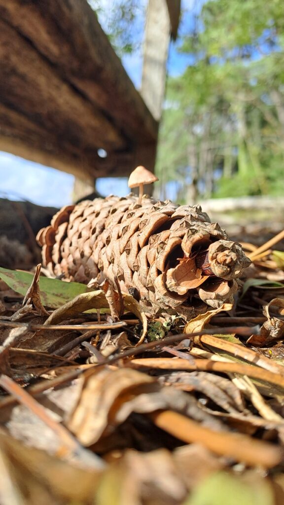 028_Wetter-Herz-Kapriolen_Cortegada_Natur_Pilz