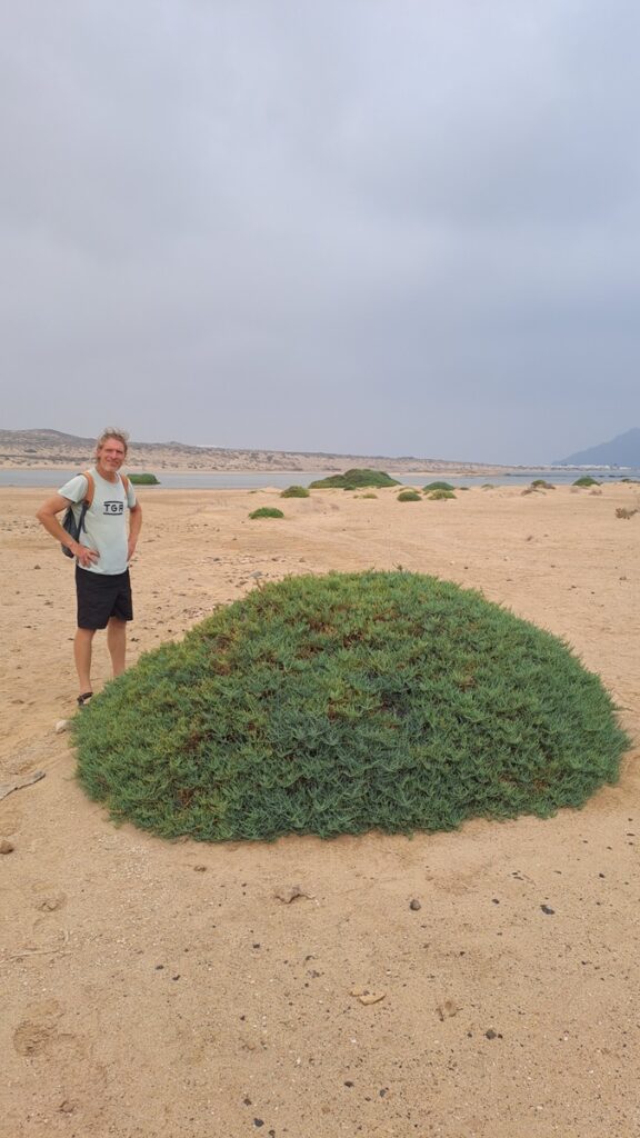 037_Kanarische-Wüste_Busch⛵RONDÉE ATLANTIQUE😉