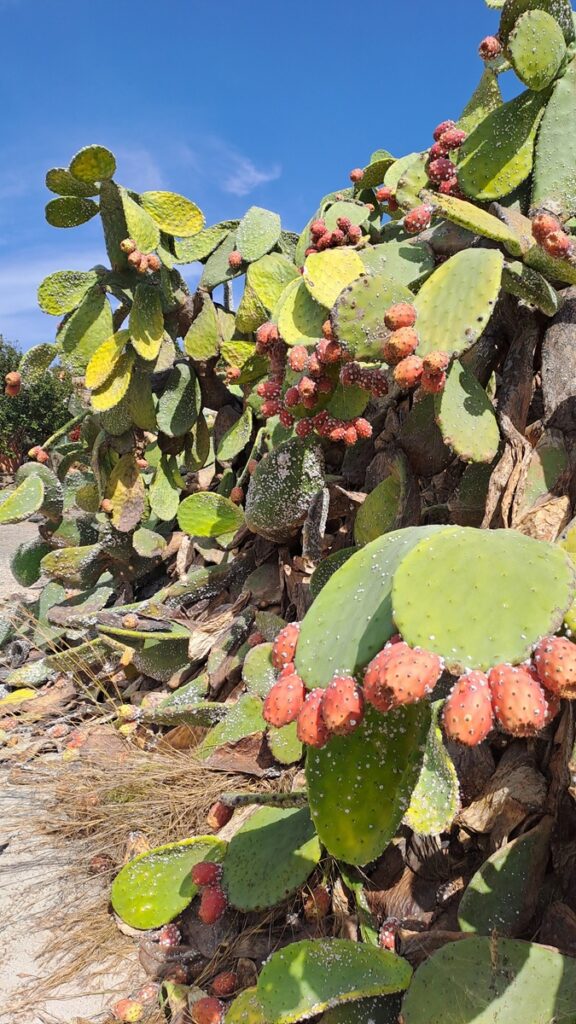 038_kontrastreiche-Kanaren_Brandopfer ⛵RONDÉE ATLANTIQUE😉