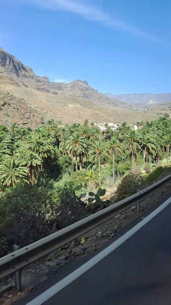 038_kontrastreiche-Kanaren_Fataga-Grün ⛵RONDÉE ATLANTIQUE😉