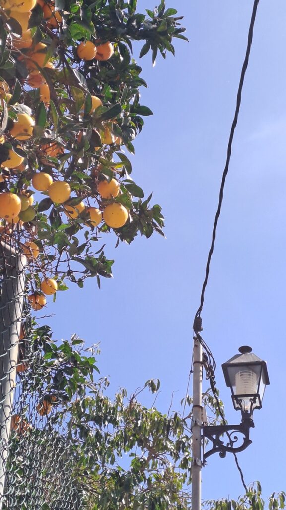 038_kontrastreiche-Kanaren_Fataga-Orangen ⛵RONDÉE ATLANTIQUE😉