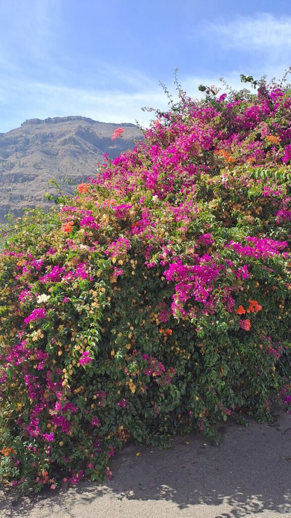 038_kontrastreiche-Kanaren_Fataga-Pink ⛵RONDÉE ATLANTIQUE😉