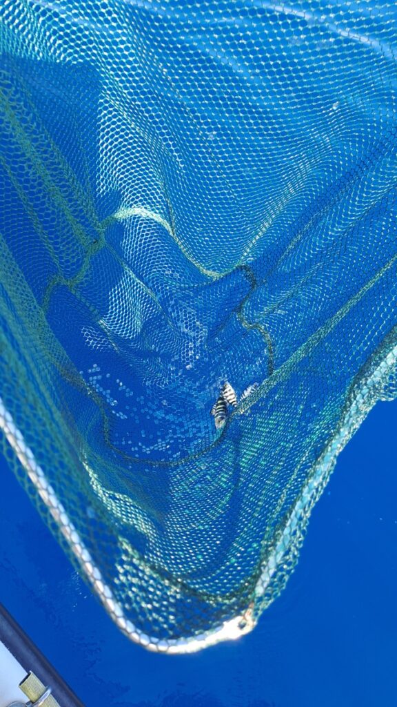 040_La-Gomera-Zebrafische-blau