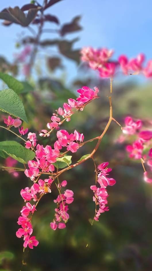 046_Ankunft-in-der-Karibik_Land-Blüten