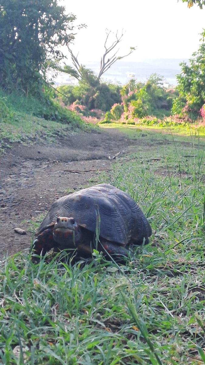 You are currently viewing #046 Ankunft in der Karibik auf der ⛵RONDÉE ATLANTIQUE😉