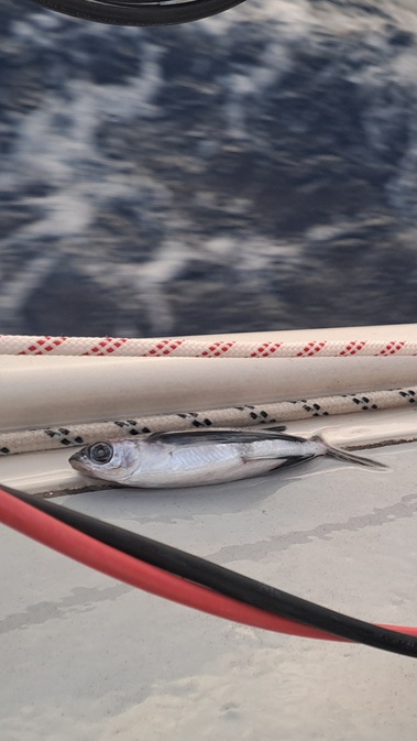 044 Halb Drei Viertel Ost - West Fliegender Fisch