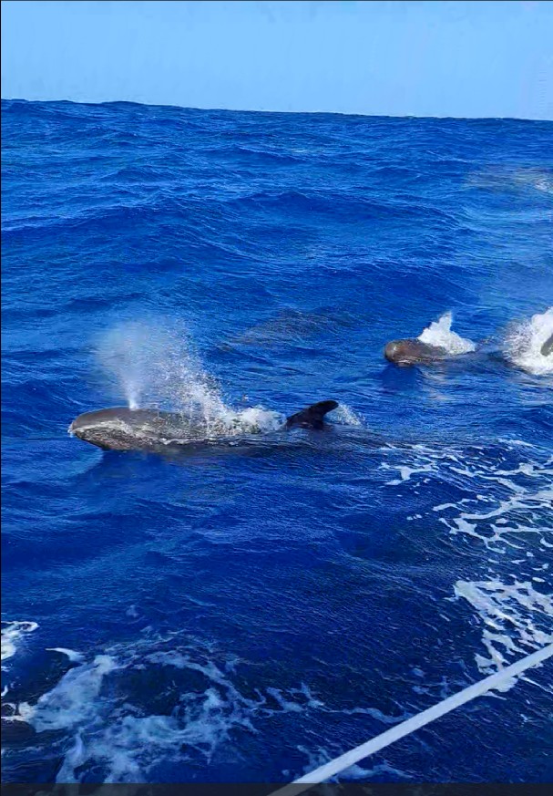 045_Atlantik-Ost-West_Säugefische-Fontäne Atlantik Ost-West