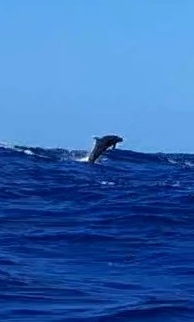 045_Atlantik-Ost-West_Säugefische-Supersprung_zoom1 Atlantik Ost – Wes