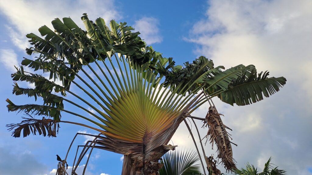 047_bunte-Karibik-hautnah_Prickly-Bay-Palmwedel