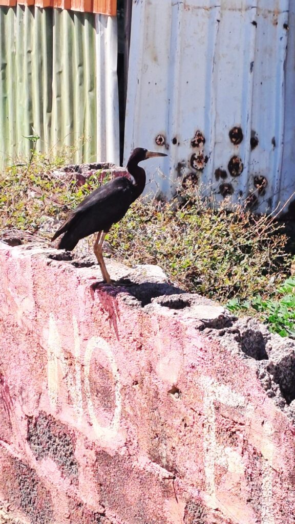 #052_Union-Island_260108_125400 Union Island_kontrast