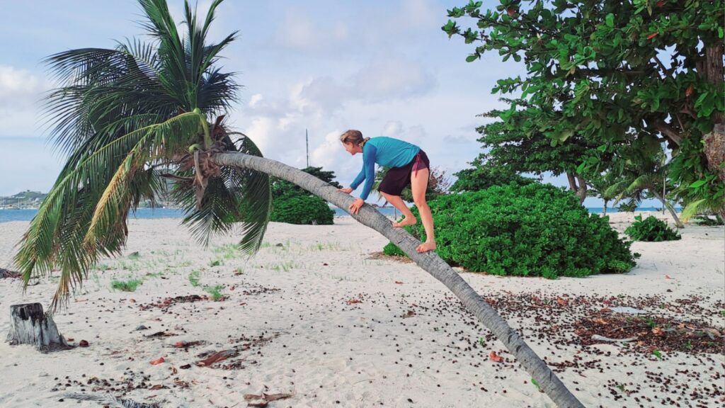 50_Postkarten-Karibikinseln_Palm_kraxeln Postkarten Karibikinseln