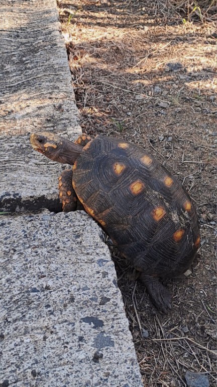 Canouan - Schildkröten