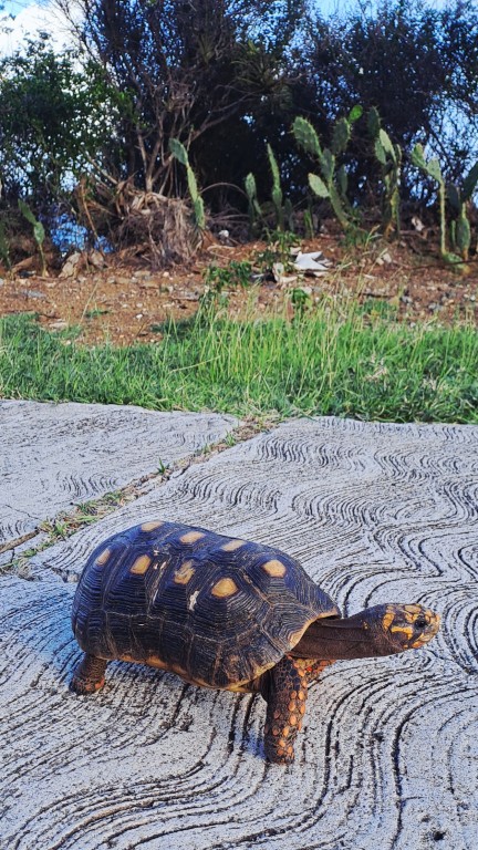 Canouan - Schildkröten