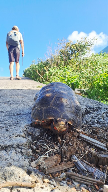 Canouan - Schildkröten