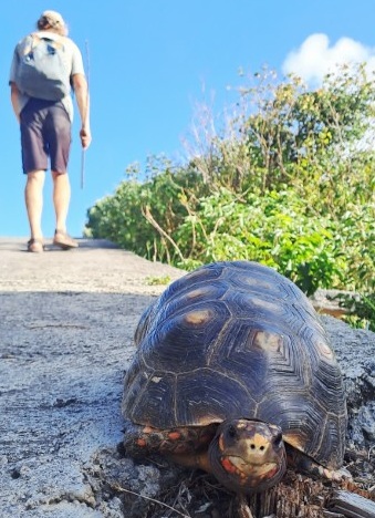 Read more about the article #055 Canouan – Schildkröten auf der ⛵RONDÉE ATLANTIQUE😉