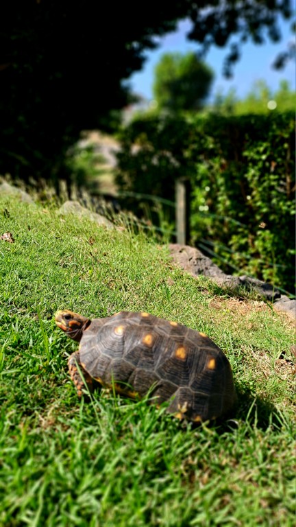 Canouan - Schildkröten