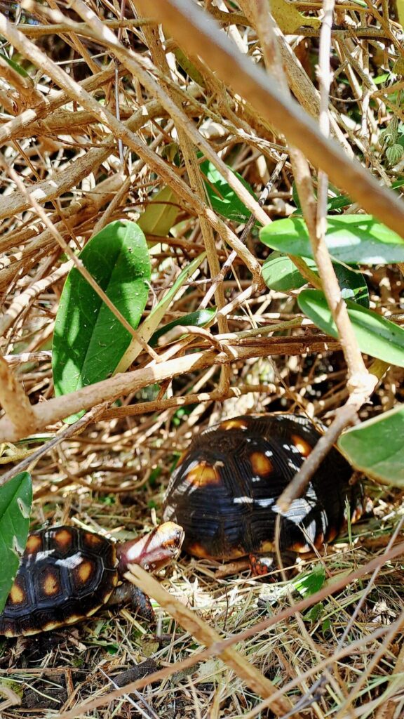 Canouan - Schildkröten