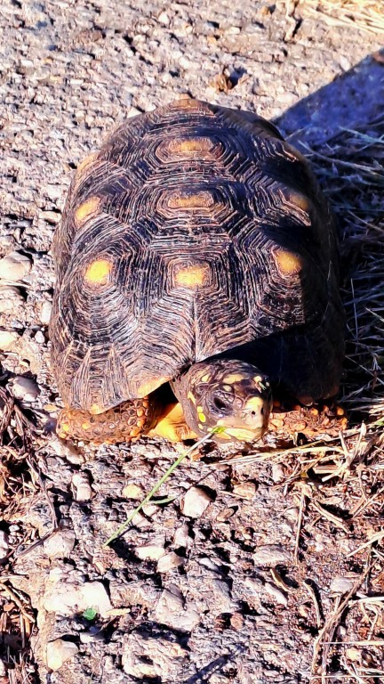 Canouan - Schildkröten