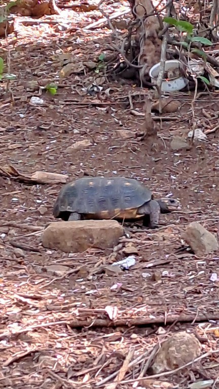 Canouan - Schildkröten