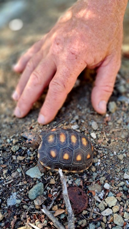 Canouan - Schildkröten