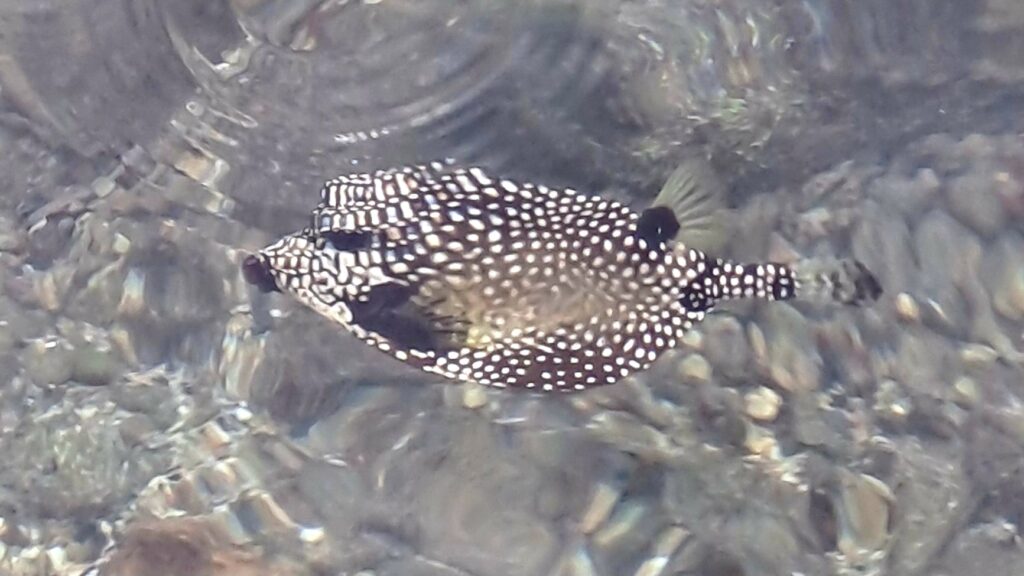 #059_Arbeit-Reparaturen_Lieblingsfisch8 Arbeit und Reparaturen