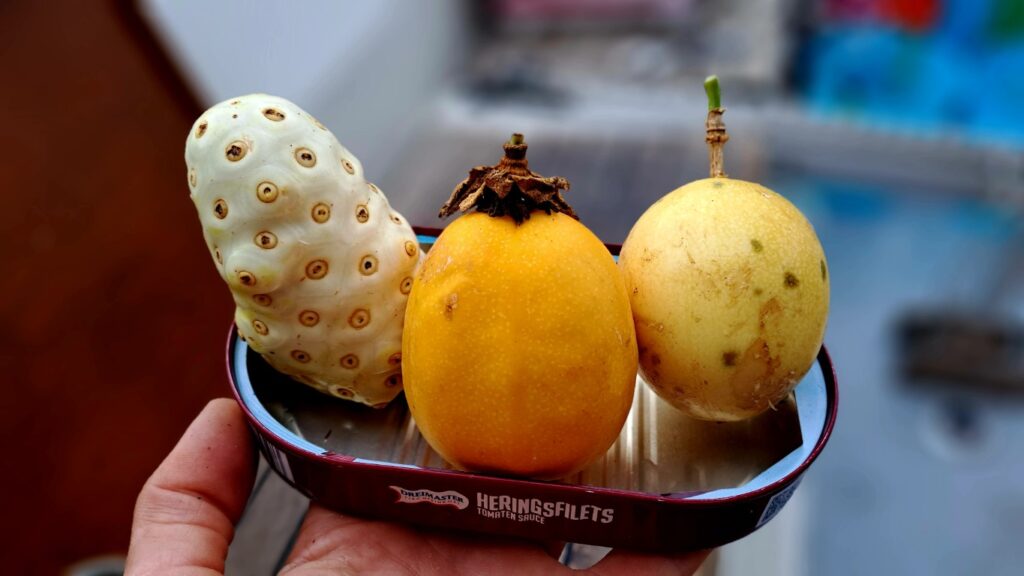 #059_Arbeit-Reparaturen_Obstpräsentation Arbeit und Reparaturen