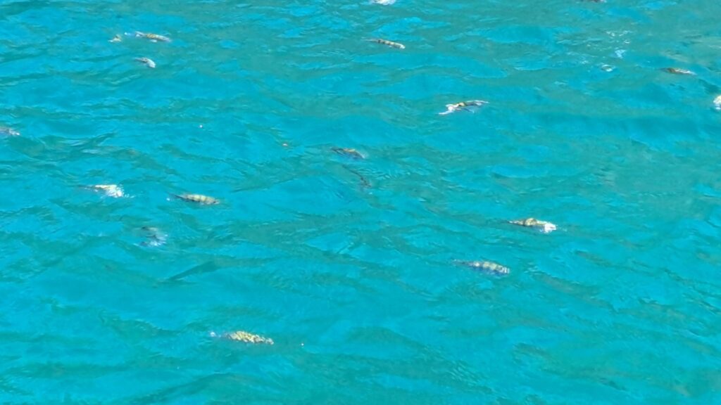 #060_Drei-einsame-Inseln_RONDÉE-ATLANTIQUE Drei einsame Inseln Petite Nevis Fische (Mittel)