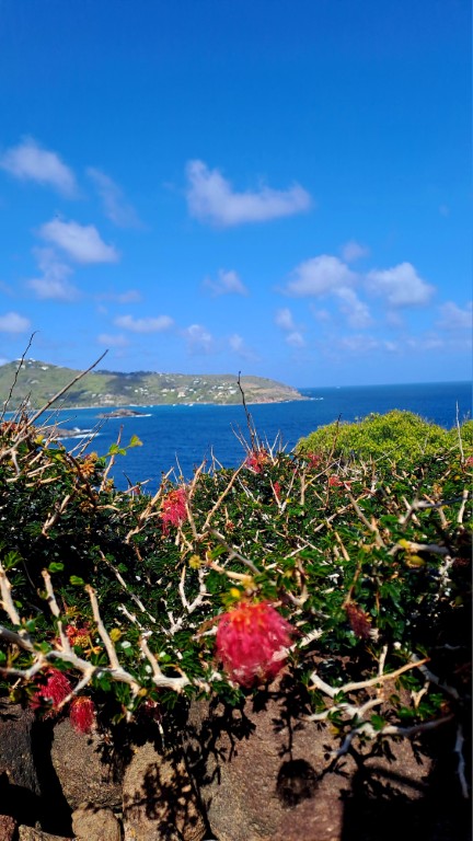 #060_Drei-einsame-Inseln_RONDÉE-ATLANTIQUE Drei einsame Inseln Petite Nevis Flora Blüte (Mittel)