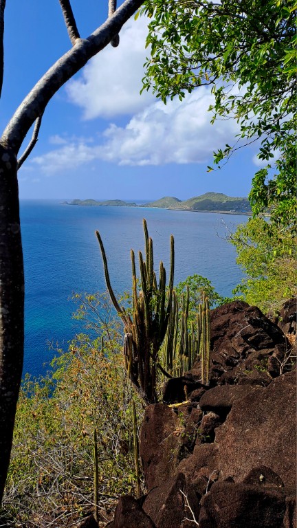 #060_Drei-einsame-Inseln_RONDÉE-ATLANTIQUE Drei einsame Inseln Petite Nevis Flora Kaktusblick (Mittel)