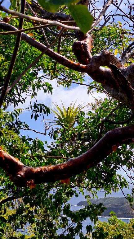 #060_Drei-einsame-Inseln_RONDÉE-ATLANTIQUE Drei einsame Inseln Petite Nevis Flora (Mittel)