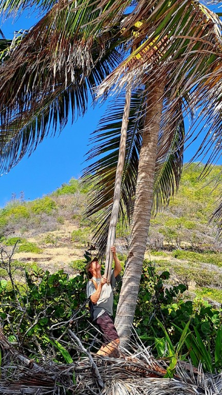 #060_Drei-einsame-Inseln_RONDÉE-ATLANTIQUE Drei einsame Inseln Petite Nevis Kokosernte zoom (Mittel) (1)