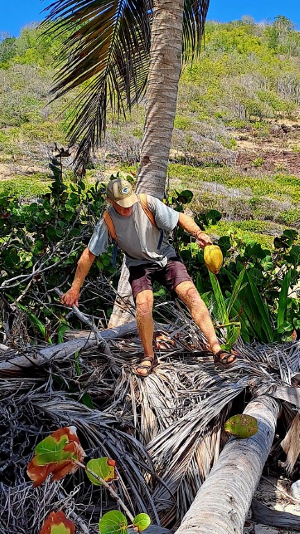 #060_Drei-einsame-Inseln_RONDÉE-ATLANTIQUE Drei einsame Inseln Petite Nevis Kokosernte1 zoom (Mittel) (1)