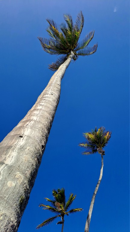 #060_Drei-einsame-Inseln_RONDÉE-ATLANTIQUE Drei einsame Inseln Petite Nevis Palmeninsel (Mittel)