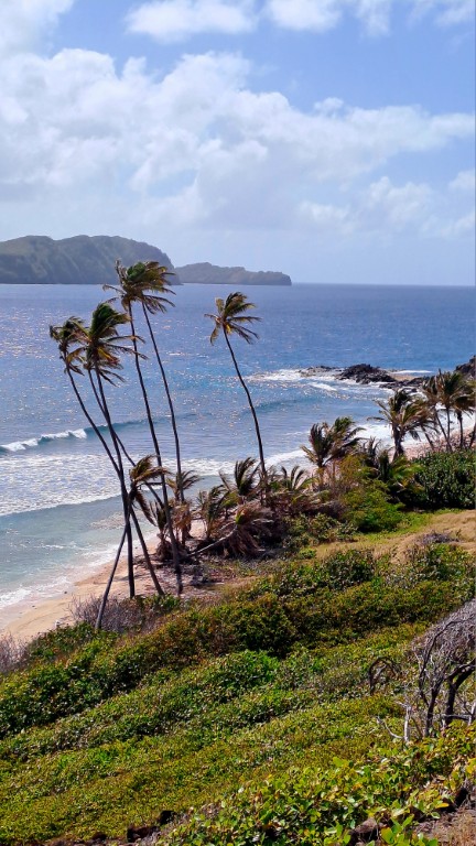 #060_Drei-einsame-Inseln_RONDÉE-ATLANTIQUE Drei einsame Inseln Petite Nevis PalmenStrand (Mittel)