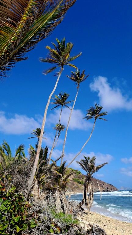 #060_Drei-einsame-Inseln_RONDÉE-ATLANTIQUE Drei einsame Inseln Petite Nevis Palmeninsel (Mittel)