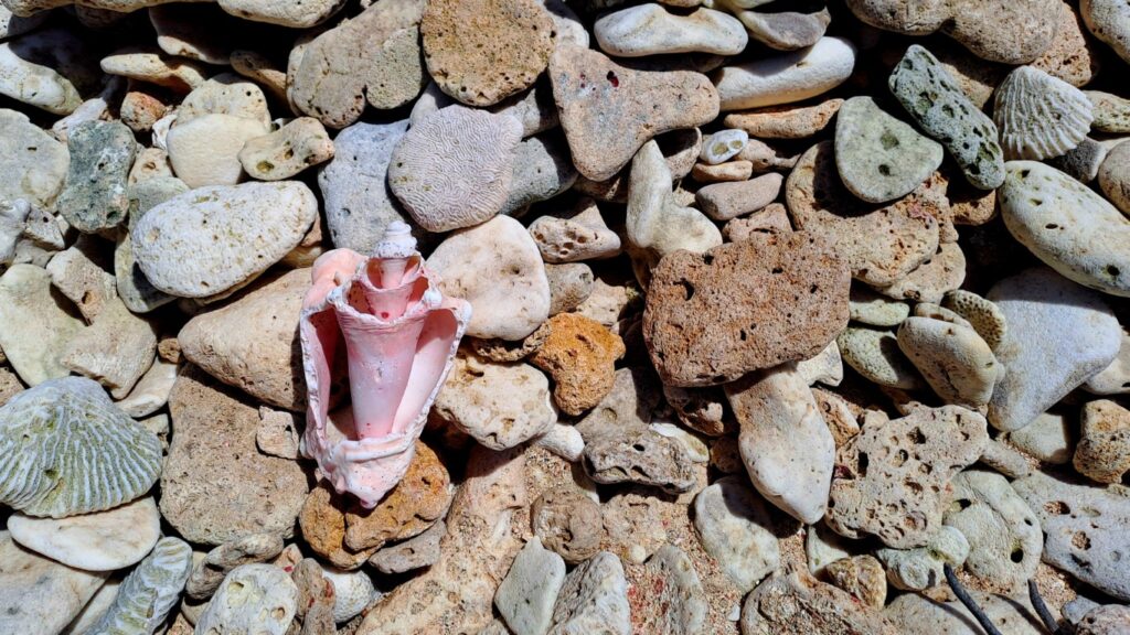 #060_Drei-einsame-Inseln_RONDÉE-ATLANTIQUE Drei einsame Inseln Petite Nevis Strand Korallen-Muscheln (Mittel)