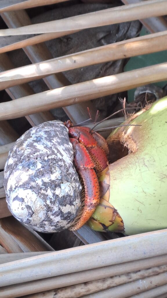 #061_Isle-a-Quatre_RONDÉE-ATLANTIQUE Isle a Quatre 20260204_144300 (Mittel)