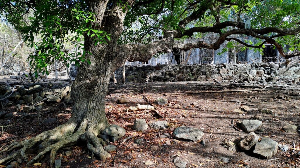 #061_Isle-a-Quatre_RONDÉE-ATLANTIQUE Isle a Quatre 20260204_153655 (Mittel)