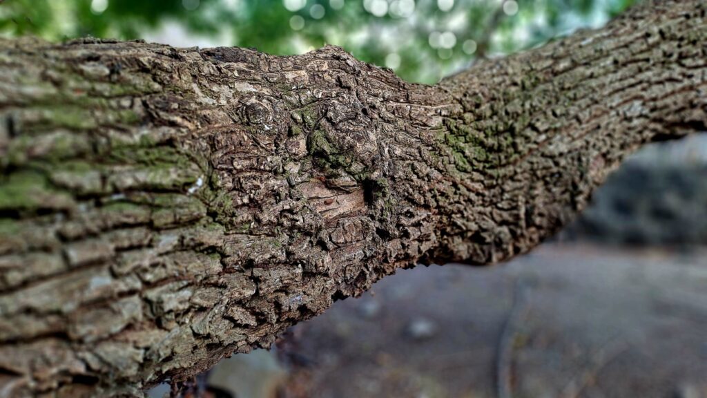 #061_Isle-a-Quatre_RONDÉE-ATLANTIQUE Isle a Quatre 20260204_153821 (Mittel)