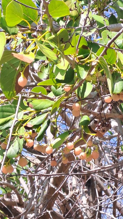 #062_Baliceaux_RONDÉE-ATLANTIQUE Baliceaux