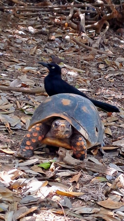 #062_Baliceaux_RONDÉE-ATLANTIQUE Baliceaux