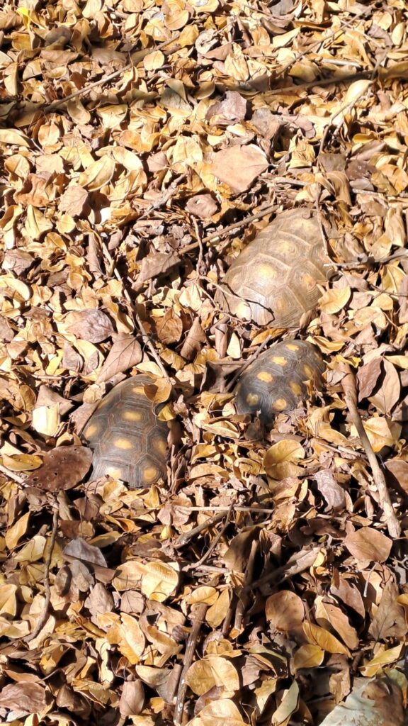 #062_Baliceaux_RONDÉE-ATLANTIQUE Baliceaux