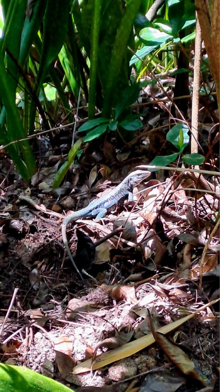 #072 Boje bei Roseau auf Dominica RONDÉE ATLANTIQUE