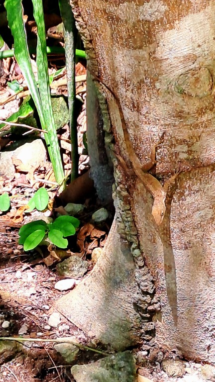 #072 Boje bei Roseau auf Dominica RONDÉE ATLANTIQUE
