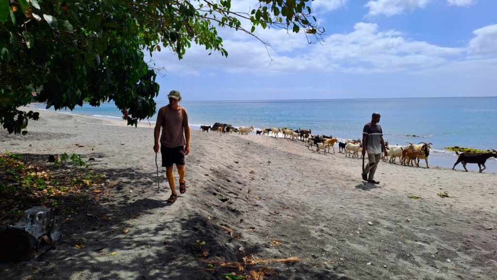 #074 verrückt & bunt auf Dominica RONDÉE ATLANTIQUE