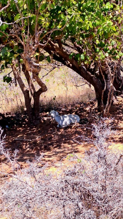 #080 Walsichtung & Luxus auf Antigua RONDÉE ATLANTIQUE